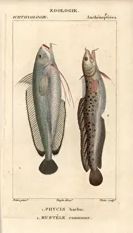 Mustela: Forkbeard, Phycis phycis, and fivebeard rockling