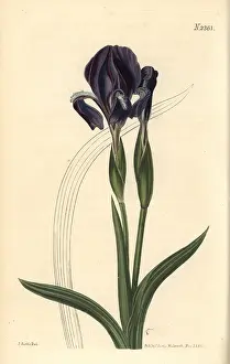 Furcata: Forked iris, Iris furcata