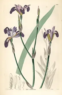 Dichotoma: Forked-petaled flower de luce, Iris dichotoma