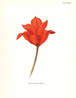 Silkscreen: Form of the maculate tulip, Tulipa greigii