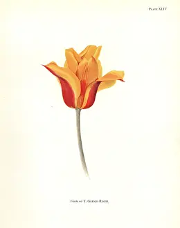 Silkscreen: Form of Tulipa greigii