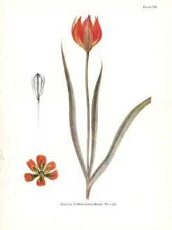 Dykes: Form of Tulipa orphanidea No. 1561
