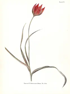 Dykes: Form of Tulipa orphanidea No. 1610