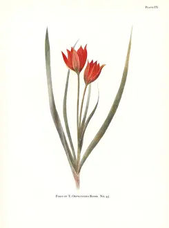 Silkscreen: Form of Tulipa orphanidea No. 45