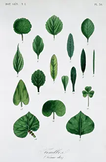 Regne: Forme Des Feuilles