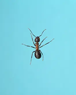 Formica: Formica rufa, wood ant