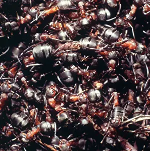 Formica: Formica rufa, wood ants