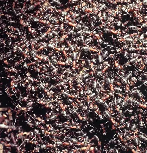 Formica: Formica rufa, wood ants