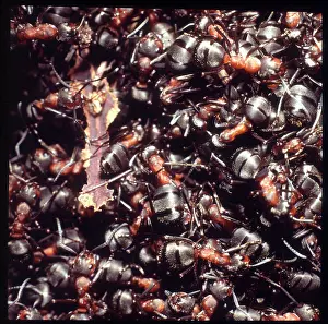Formica: Formica rufa, wood ants