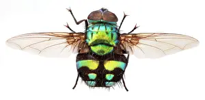 Entomological: Formosia moneta, fly