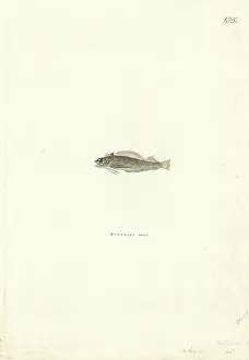 Blenny: Forsterygion varium, variable triplefin