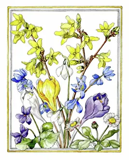 Crocuses: Forsythia, crocuses, snowdrops etc