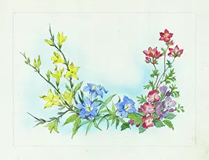 Geraniums: Forsythia, gentians and geraniums
