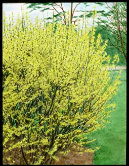 Malby: Forsythia Intermedia