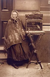 FORTUNE TELLER & BIRD