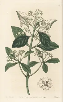 John Lindley: Fortune's spindle, Euonymus fortunei