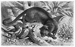 Weasel: FOSSANE