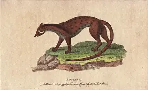 1798 1802: Fossane, Viverra fossa