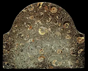 Lias: Fossil ammonites used as memorial stone