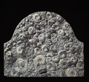 Lias: Fossil ammonites used as memorial stone