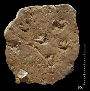 Amphibia: Fossil amphibian footprints