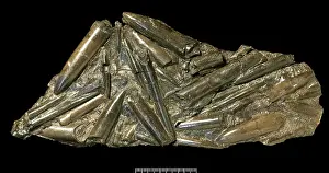 Cephalopoda: Fossil belemnites