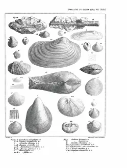 Hullmandel: Fossil bivalves