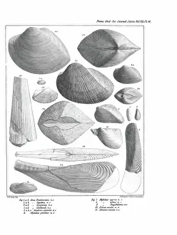 Hullmandel: Fossil bivalves