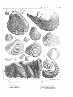 Hullmandel: Fossil bivalves