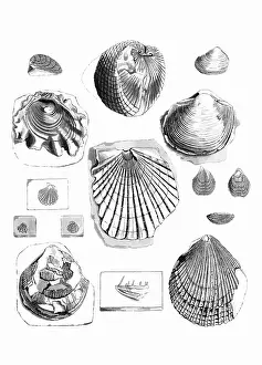 Scallop: Fossil Bivalves and Brachiopods