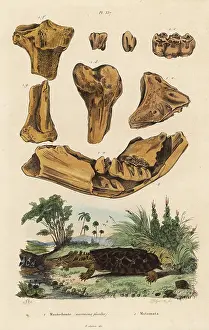 Fimbriata: Fossil bones of an American mastodon and mata mata