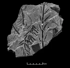 Kenrick: Fossil branches of Calamites