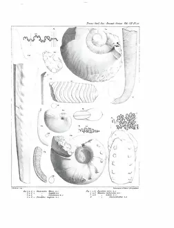 Hullmandel: Fossil cephalapoda
