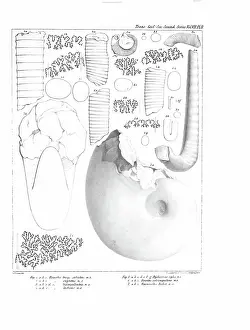 Hullmandel: Fossil cephalapoda