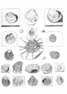 Scallop: Fossil Clams and Scallops