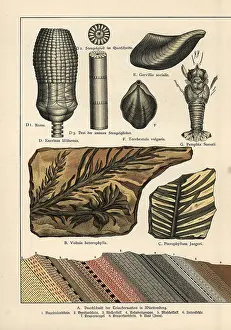 Gotthilf: Fossil conifer trees, shells and lobster