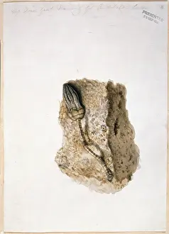 Echinoderm: Fossil Crinoid