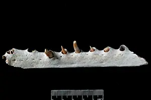 Crocodylid: Fossil crocodile jaw