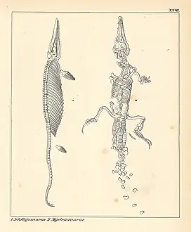 Schmidts: Fossil dinosaur skeletons: Ichthyosaurus and