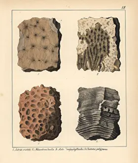 Schmidts: Fossil of extinct corals: Astraea, Maeandrina