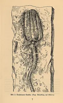 Leben: Fossil of an extinct crinoid or sea lily