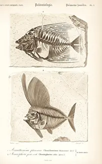 Dorbigny: Fossil extinct fish