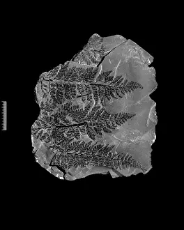 Kenrick: Fossil fern