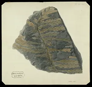 Frond: Fossil fern from the Alps