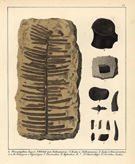 Schmidts: Fossil fern, Nothosaurus tooth and vertebra