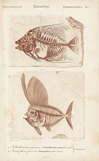 Dorbigny: Fossil fish, Acanthonemus filamentosus and