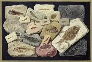 Fossil fish from the collection of William Willoughby Cole