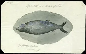 Lias: Fossil fish in a nodule of Lias