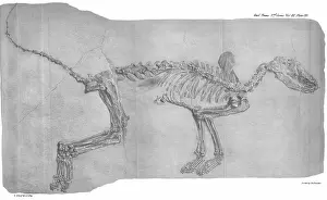 Scharf: Fossil fox from Oeningen