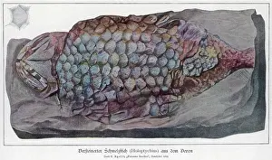 Stratum: FOSSIL HOLOPTYCHIUS